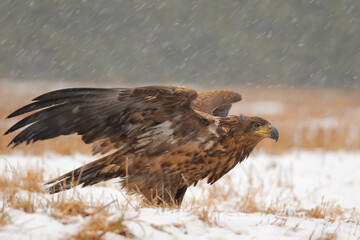 White-tailed eagle. Bird of prey in winter. Haliaeetus albicilla