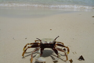 Crab on beach on Cambodian island with wave