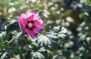 Obraz premium Purple chinese hibiscus flower in the sun