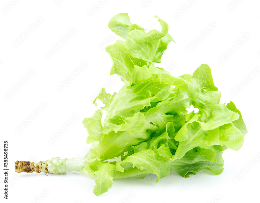 Wall mural green fresh lettuce isolated on white background