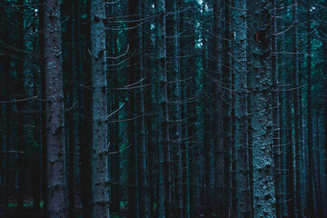 Pine forest, long empty trees