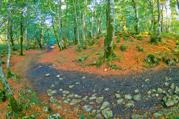 Forest Landscape, Valderejo Natural Park, Valdegovía, Álava, Basque Country, Spain, Europe