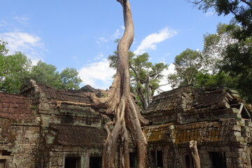 Cambodia Ta Prohm Temple taken over by giant tree