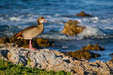 Egyptian Goose, Alopochen aegyptiaca, Walker Bay Nature Reserve, Gansbaai, Western Cape, South Africa, Africa