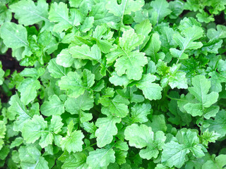 young mustard grows in the garden, excellent natural background