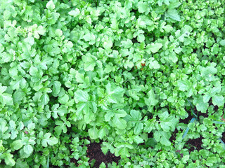 young mustard grows in the garden, excellent natural background