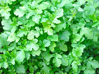 young mustard grows in the garden, excellent natural background