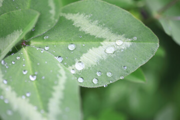 クローバーと水滴