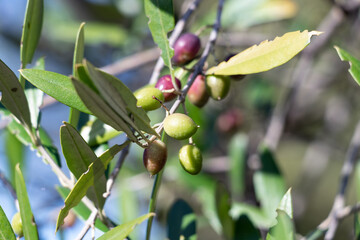 Acebuche, spanish wild olive. Its scientific name is Olea Europaea or sylvestris, it is therefore the same species of the olive tree, but wild.