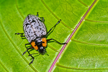 Tropical Beetle, Tropical Rainforest, Costa Rica, Central America, America