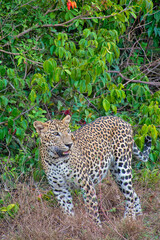 Fototapeta na wymiar Sri Lankan Leopard, Kotiya, Chiruththai, Panthera pardus kotiya, Wilpattu National Park, Sri Lanka, Asia