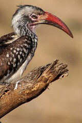 Redbilled hornbill, Tockus flavirostris, Chobe National Park, Kasane, Botswana, Africa