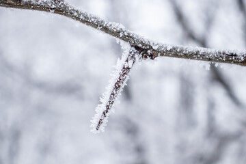 Frozen branch, white winter background