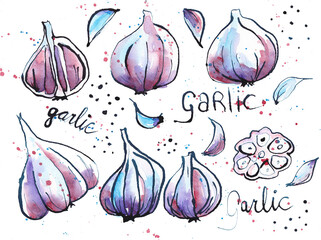 Garlic illustration, drawn in ink, painted  with watercolors, sketches, lively, with text