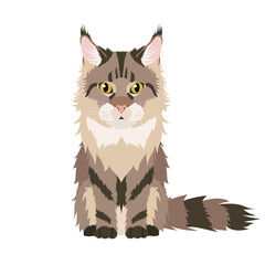 Vector portrait of sitting brown maine coon cat isolated on white background