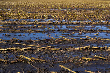 view of wheat field fertilized with manure