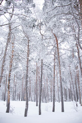 White forest on winter time