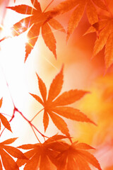 楓の紅葉イメージ