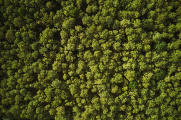 Aerial view of cottonwood forest green treetops, top view