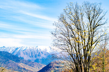 Autumn forest trees in the mountains. Autumn mountain forest landscape with snowy peaks. Golden, bright autumn forest trees in the mountains. Copy space