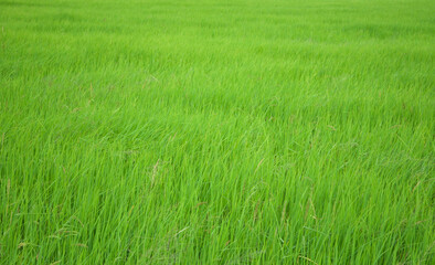 Obraz premium green rice field in thailand for wallpaper or background.