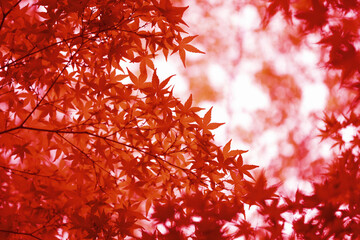 楓の紅葉イメージ