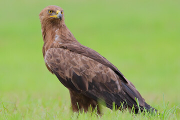 Lesser spotted eagle, bird of prey. Clanga pomarina
