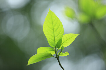 Fototapeta na wymiar 新緑の葉