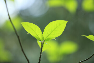 新緑の葉