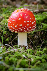 Fliegenpilz im Wald gefunden