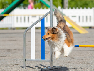 Shetland Sheepdog jumps over an agility hurdle on dog agility course