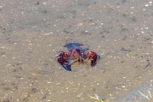 Red swamp crayfish (Procambarus clarkii) in its habitat. This is an invasive specie in Spain and is found in the Donana nature reserve
