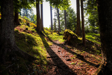 Sonne scheint in der herbstlichen Wald