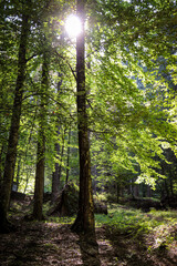 Sonne scheint in der herbstlichen Wald