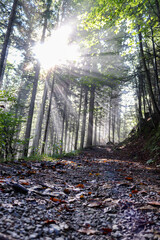 Sonne scheint in der herbstlichen Wald