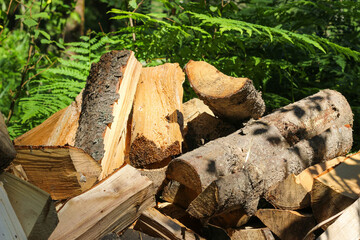 Fototapeta premium Firewood cut and stacked in the foreground, green forest in the background with sun rays.