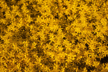 Yellow flowers of Sedum, stonecrops. Bright yellow small flowers stonecrop caustic close-up as a background.