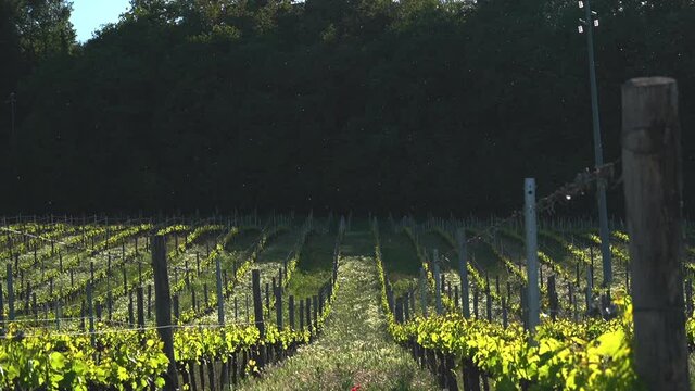 Italian green vineyard with high trees fence on sunny day, tilt up