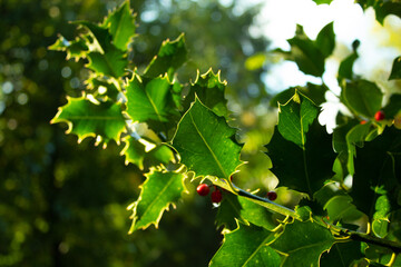 Holly and Berries
