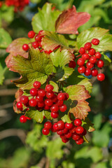 Viburnum branch with berries and autumn yellow leaves.