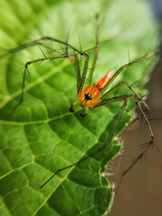 bug on leaf