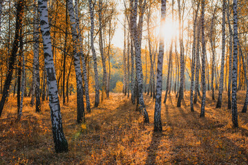 Fototapeta premium Autumn park of birches in the light of the sun