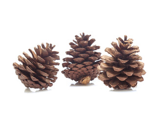 Pine cones isolated on a white background