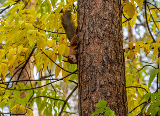 a squirrel sits on the trunk of a pine tree located in the autumn forest