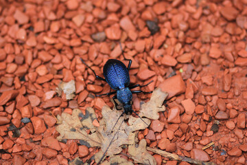 beetle on the ground
