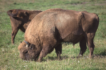 Fototapeta premium american buffalo, bison grazing on the savanna