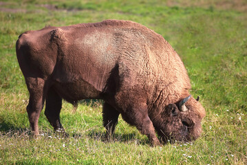 american buffalo, bison grazing on the savanna