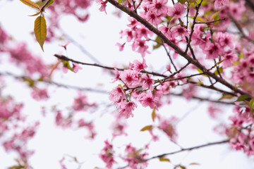 Fototapeta na wymiar Beautiful cherry blossom or sakura in spring time over sky