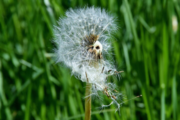 Eine Pusteblume (Nahaufnahme)