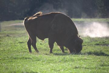 american buffalo, bison grazing on the savanna